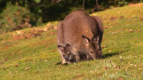 Kangaroo - native Australian marsupial Stock Footage 70405825