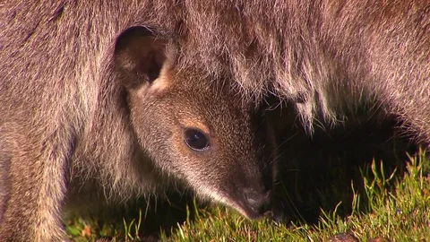 Kangaroo - native Australian marsupial Stock Footage 70405883