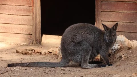 Kangaroo near building Stock Footage 338379926