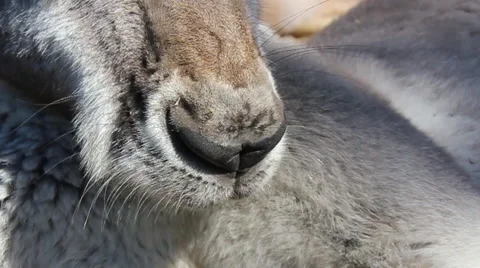 Kangaroo Nose Close-up Stock Footage 64548154