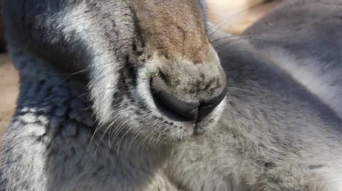 Kangaroo Nose Stock Footage 64599400