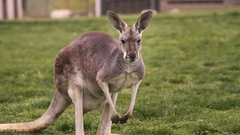 Kangaroo Observing in Field Stock Footage 75819139