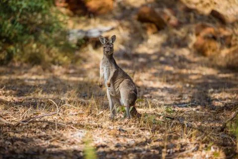 Kangaroo observing in the wild Stock Photos