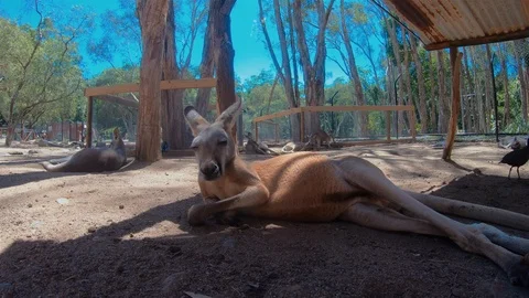 Kangaroo Or Red Kangaroo Close Up. Australian Kangaroo Resting.Australia Animals 스톡 동영상 116891053