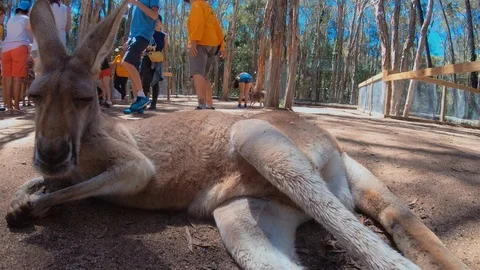 Kangaroo Or Red Kangaroo Winking. Australian Kangaroo Resting.Australia Animals Stock Footage 116893862