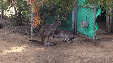 Kangaroo in the paddok Stock Footage 70398189