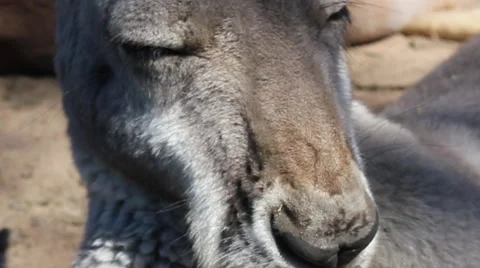 Kangaroo - Pan Stock Footage 64548280