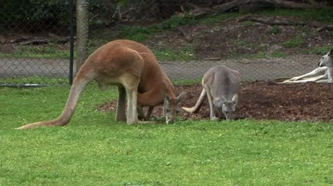 Kangaroo Park 스톡 동영상 45202592