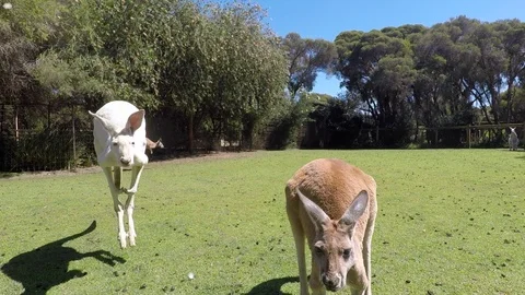 Kangaroo park Video stock 91308584