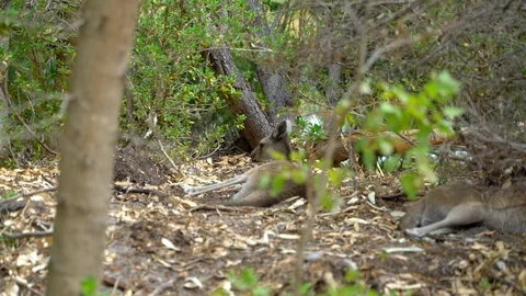 Kangaroo in the Park laying down in the Shade near Perth Stock Footage 102838682