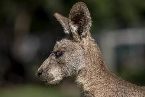 Kangaroo in a park Stock Photos