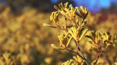 Kangaroo paw flower close up Stock Footage 61188257