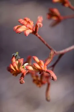 Kangaroo paw Stock Photos