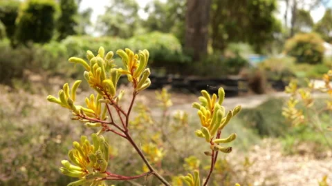 Kangaroo Paw Pull Focus Stockbeeldmateriaal 169131566