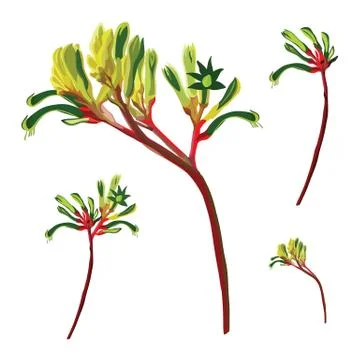 Kangaroo Paw Red and Green Flowers Illustrazione stock
