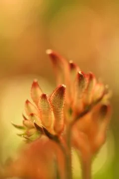 Kangaroo Paws Foto stock