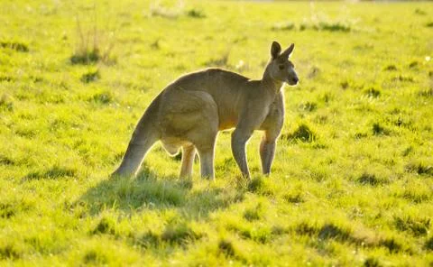 Kangaroo Stock Photos
