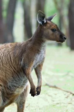 Kangaroo Stock Photos