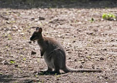 Kangaroo Stock Photos