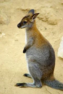 Kangaroo Stock Photos
