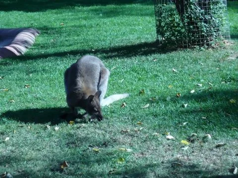 Kangaroo Stock Photos