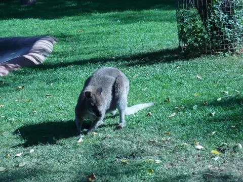 Kangaroo Stock Photos