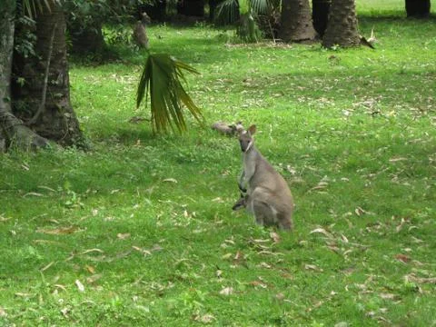Kangaroo Foto stock