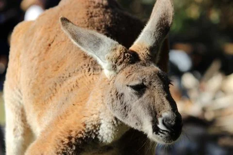 Kangaroo Foto stock