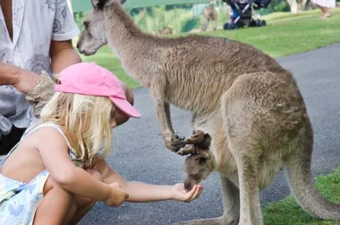 Kangaroo Stock Photos