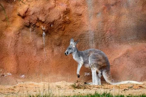 Kangaroo Foto stock
