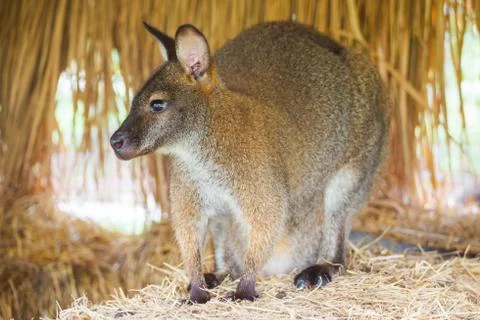Kangaroo Stock Photos