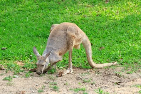 Kangaroo Stock Photos