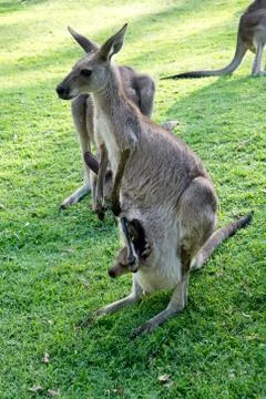 Kangaroo Foto stock