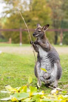 Kangaroo Stock Photos