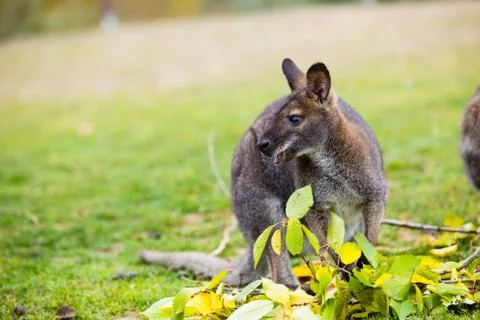 Kangaroo Stock Photos