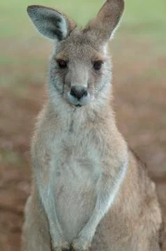 Kangaroo 写真素材