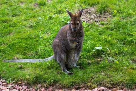 Kangaroo Stock Photos
