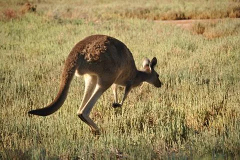 Kangaroo Stock Photos