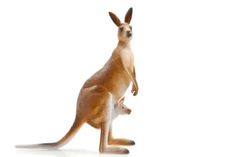 Kangaroo Stock Photos
