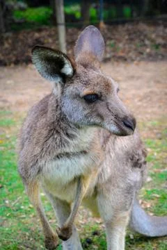 Kangaroo Stock Photos