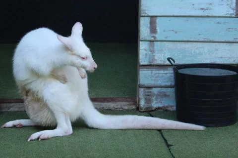 Kangaroo Stock-Fotos