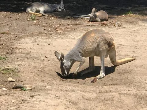 Kangaroo Foto stock