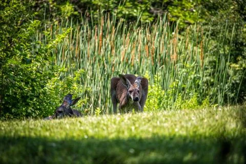 Kangaroo Stock Photos