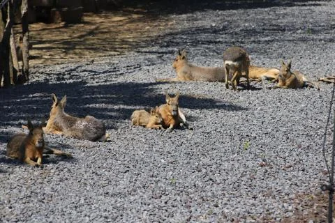 Kangaroo Stock Photos