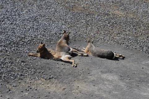 Kangaroo Stock Photos