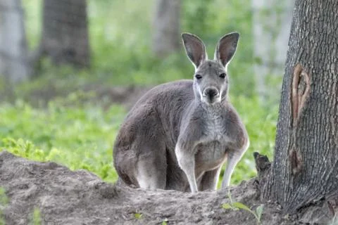 Kangaroo Stock Photos