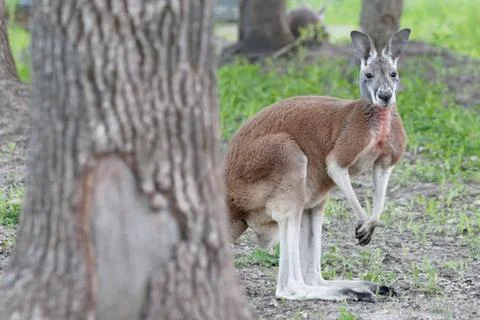 Kangaroo Stock Photos