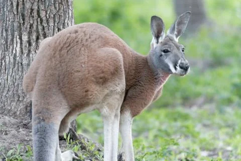 Kangaroo Stock Photos