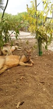 Kangaroo Stock-Fotos