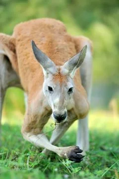 Kangaroo Stock Photos